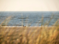 PKoesters-
