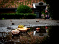 PKoesters-1066964